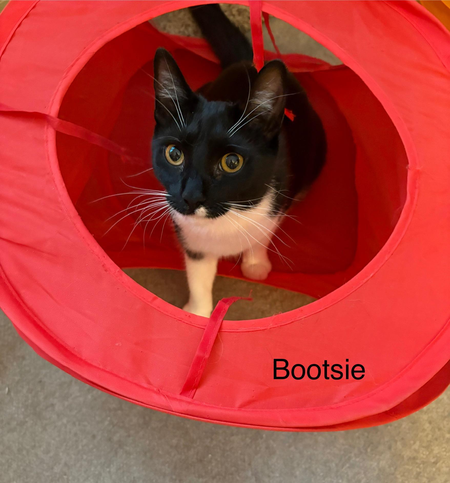 Enlarge Bootsie, a Adoptable Tuxedo in Delmar, NY image 1/5