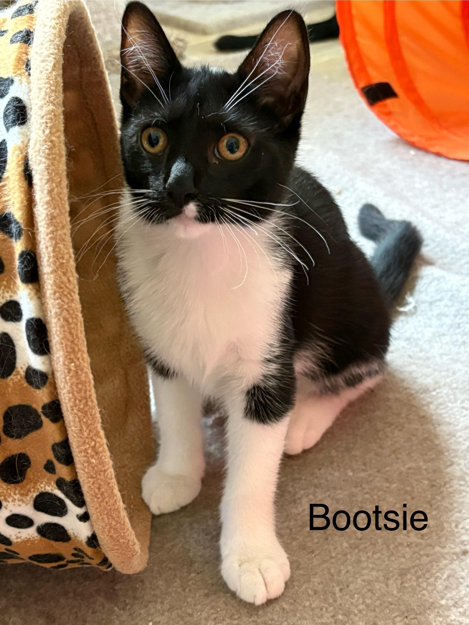 Enlarge Bootsie, a Adoptable Tuxedo in Delmar, NY image 3/5
