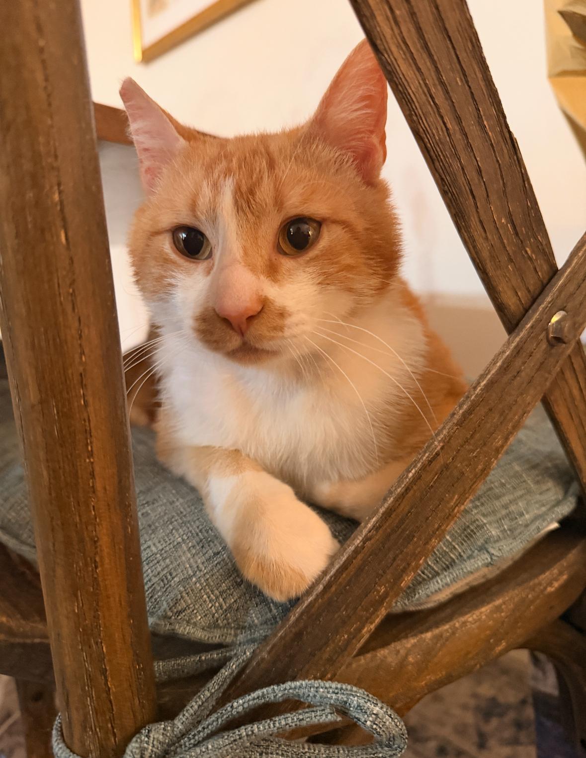 Vincent Van Gogh, Adoptable, Young Male Domestic Short Hair.
