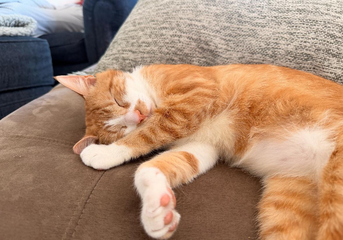 Vincent Van Gogh, a Adoptable Domestic Short Hair in San Luis Obispo, CA image 2/3