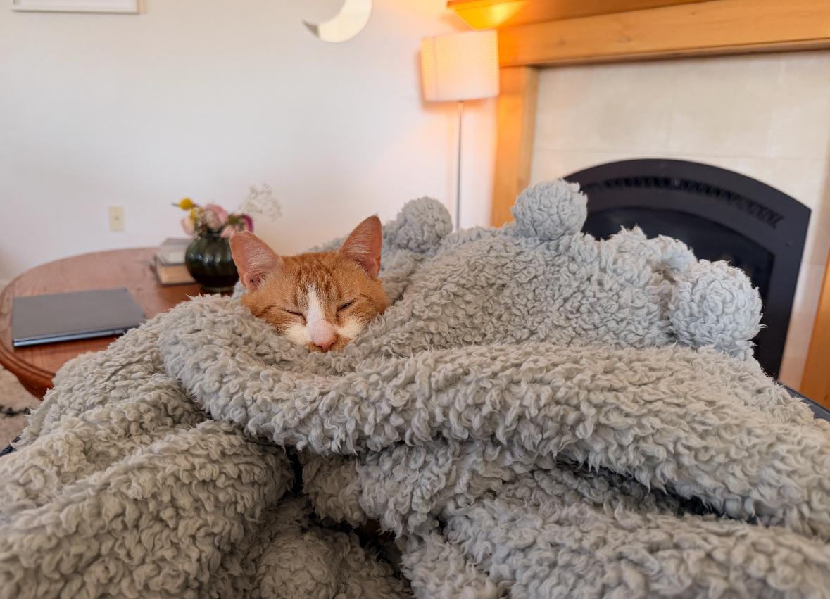 Vincent Van Gogh, a Adoptable Domestic Short Hair in San Luis Obispo, CA image 3/3