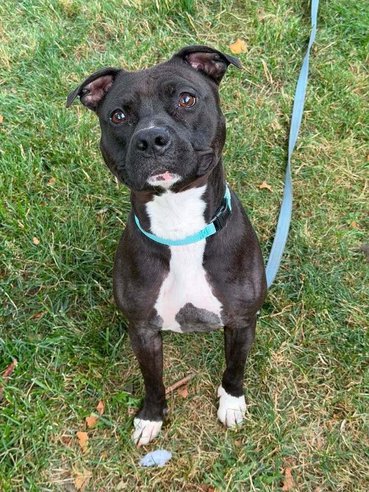 Zorro, Adoptable, Young Male Staffordshire Bull Terrier.