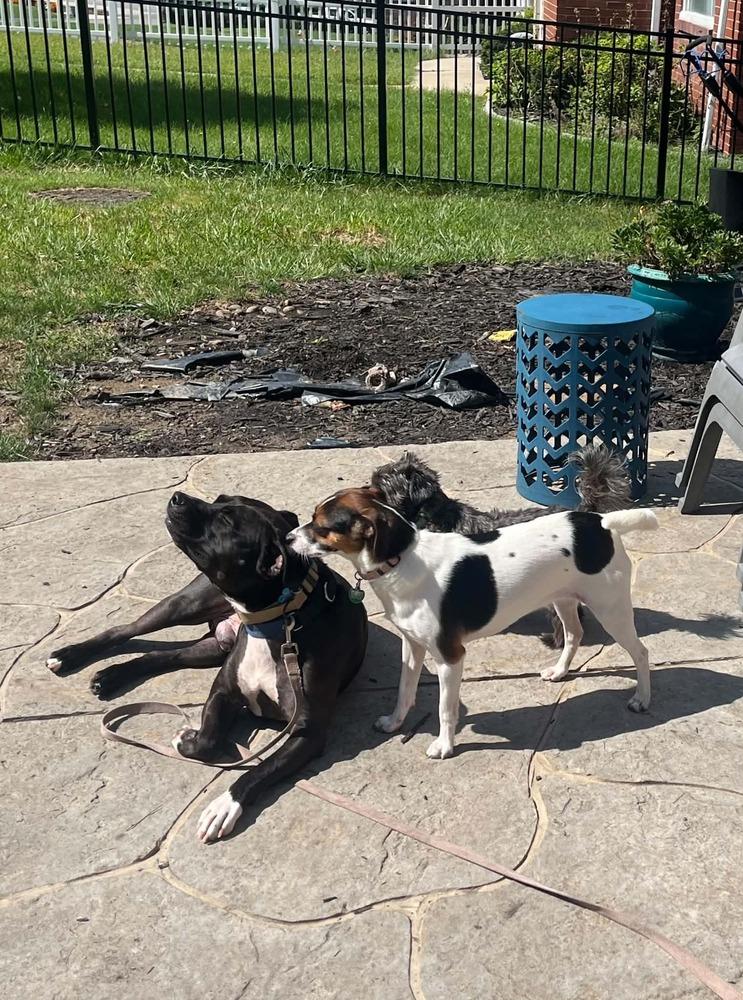 Zorro, Adoptable, Young Male Staffordshire Bull Terrier.