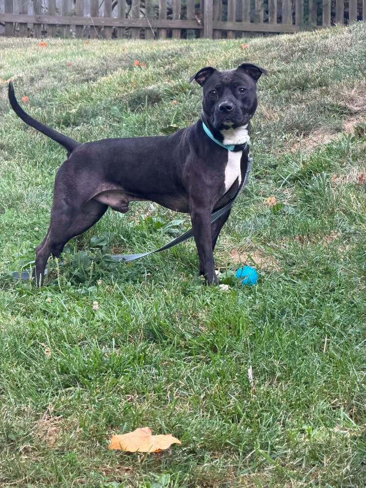Zorro, a Adoptable mixed breed in Springdale, PA image 2/6