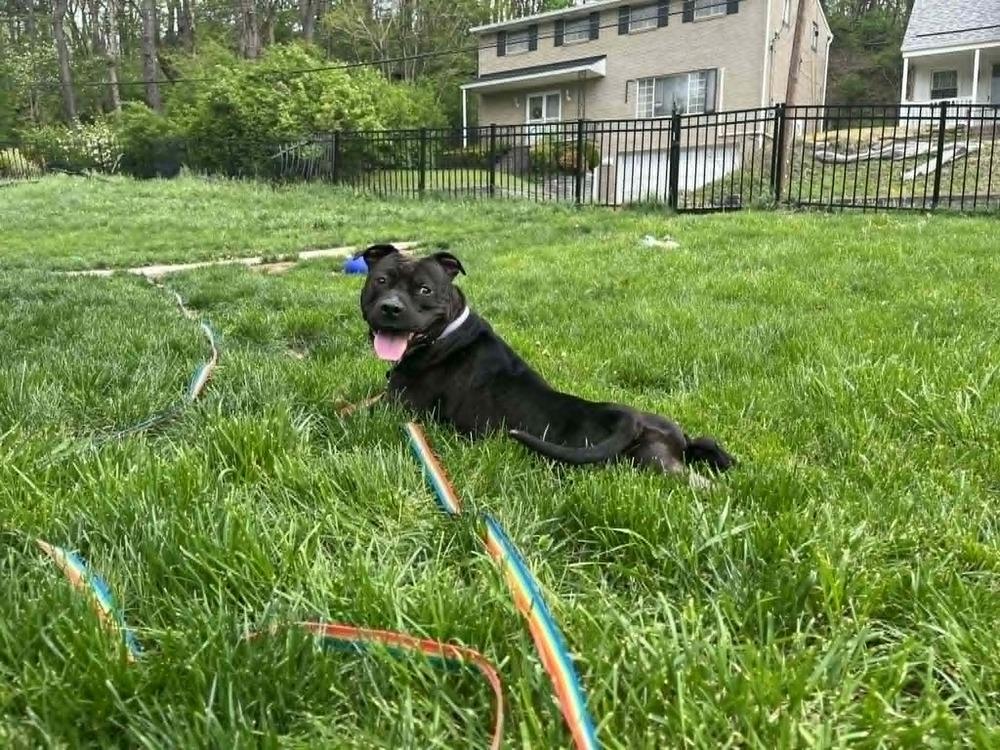 Zorro, Adoptable, Young Male Staffordshire Bull Terrier.