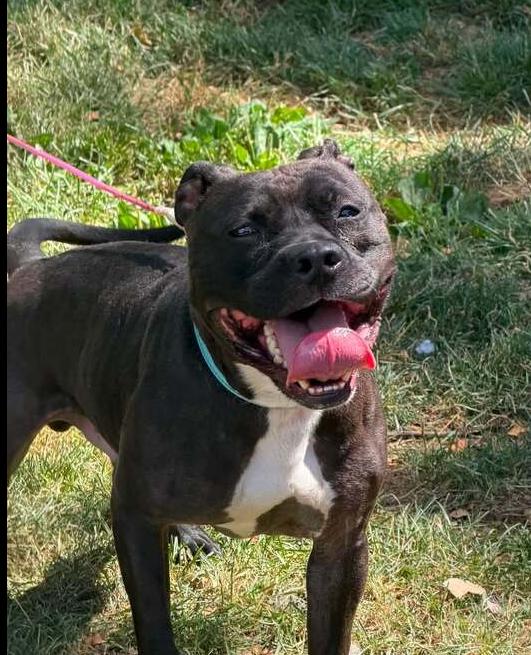 Enlarge Zorro, a Adoptable mixed breed in Springdale, PA image 4/6