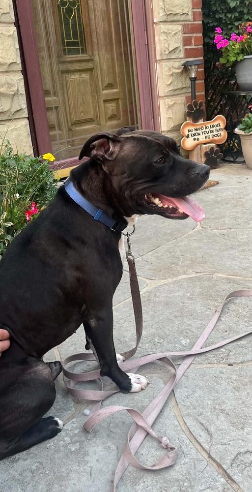 Enlarge Zorro, a Adoptable mixed breed in Springdale, PA image 5/6