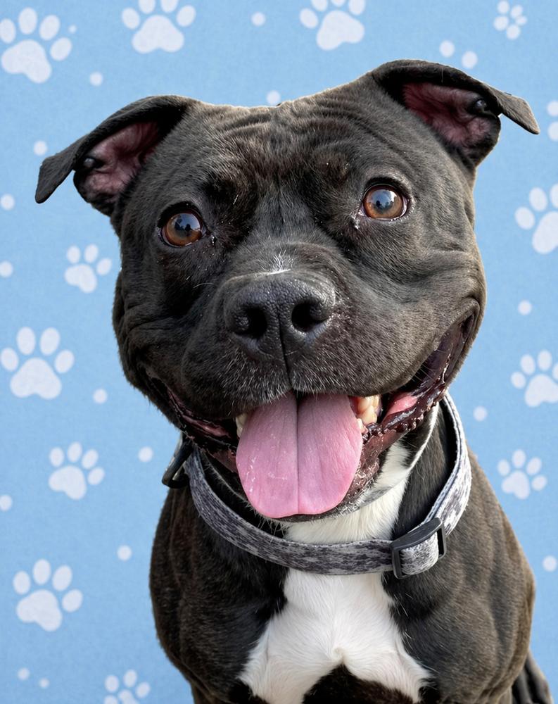 Enlarge Zorro, a Adoptable mixed breed in Springdale, PA image 3/6