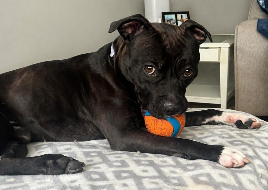 Enlarge Zorro, a Adoptable mixed breed in Springdale, PA image 6/6