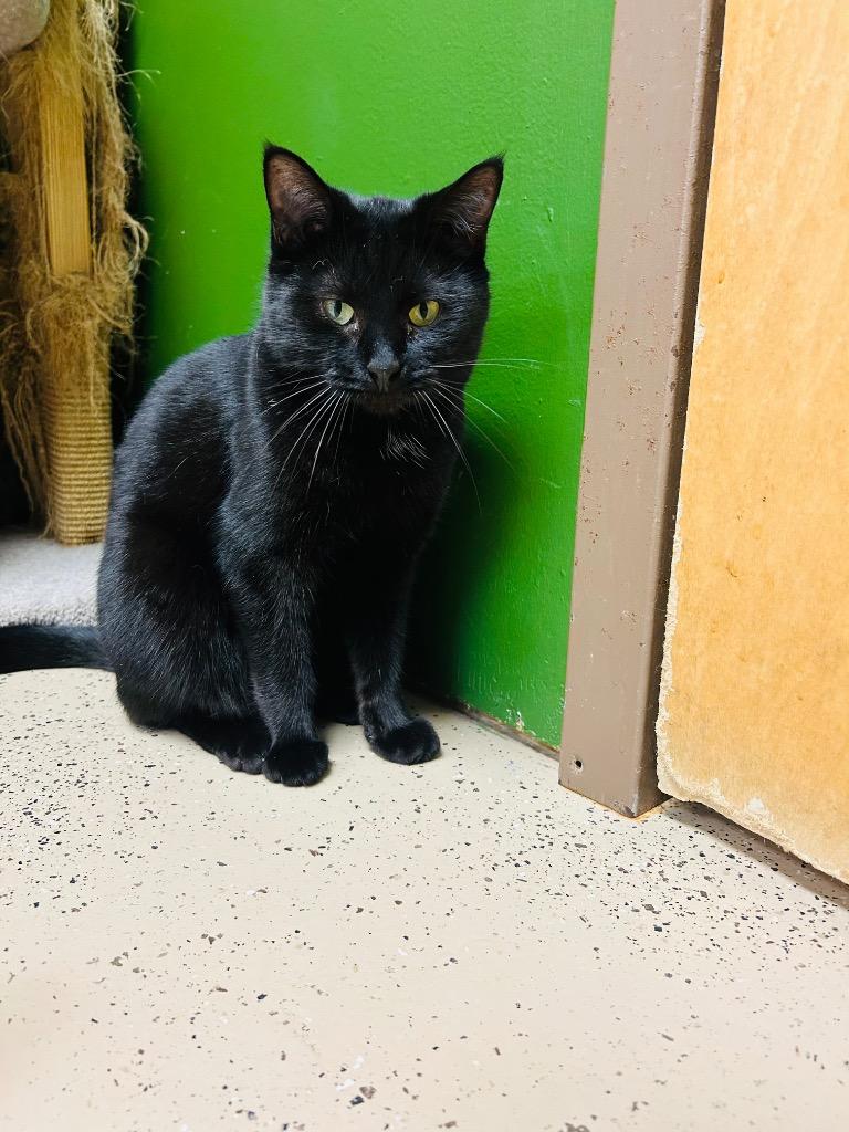 Enlarge ELAIN, a Adoptable mixed breed in West Union, OH image 1/5