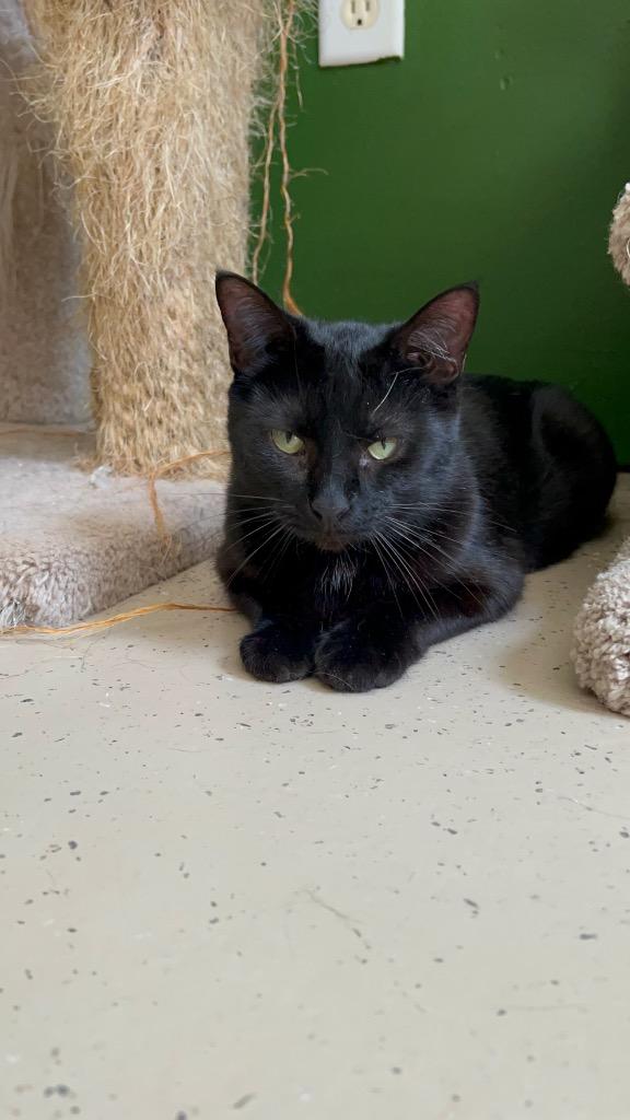 Enlarge ELAIN, a Adoptable mixed breed in West Union, OH image 3/5