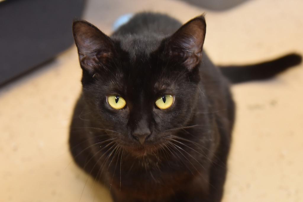 Enlarge ELAIN, a Adoptable mixed breed in West Union, OH image 4/5