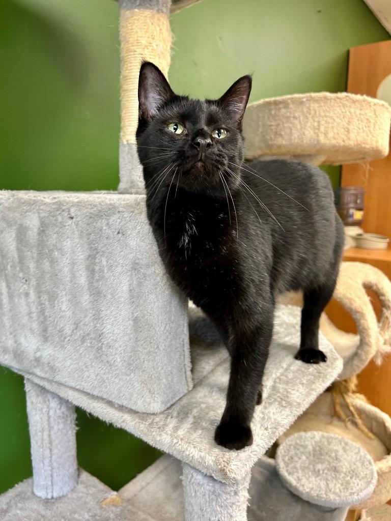 Enlarge ELAIN, a Adoptable mixed breed in West Union, OH image 5/5