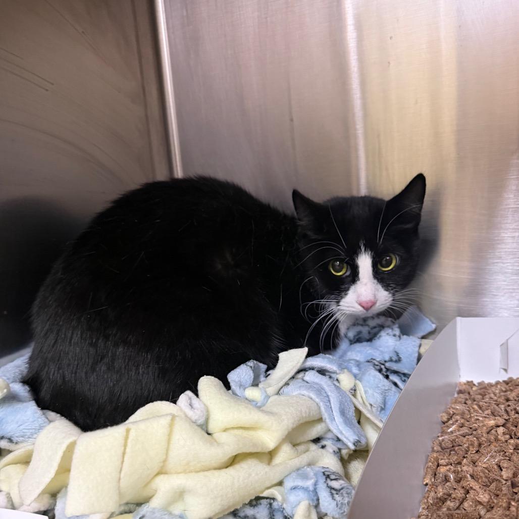 Little Bit, Adoptable, Adult Female Domestic Short Hair.