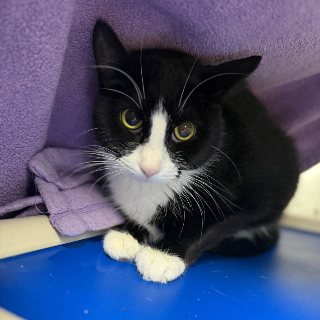 Enlarge Little Bit, a Adoptable Domestic Short Hair in Conshohocken, PA image 2/2