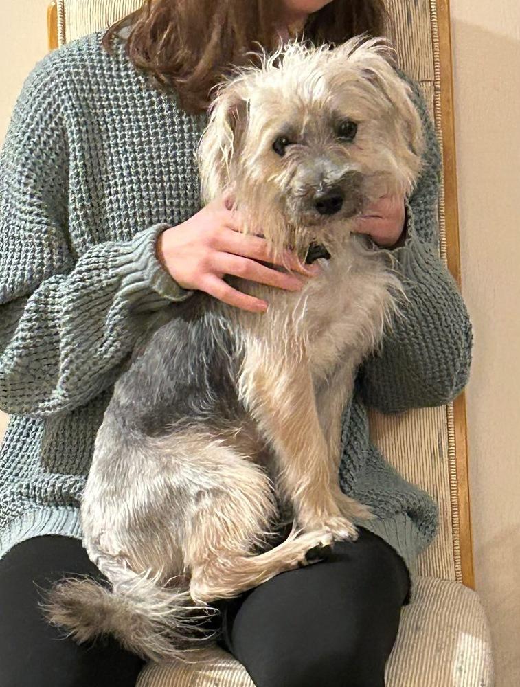 25-124 Max, Adoptable, Young Male Silky Terrier & Terrier.