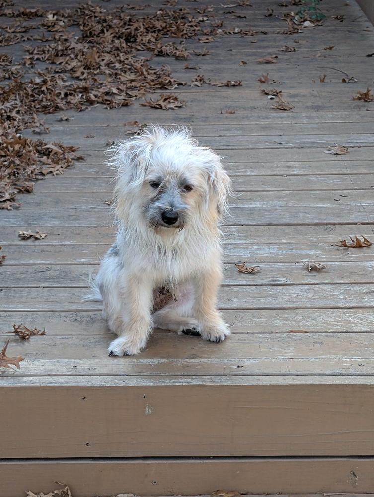 Enlarge 25-124 Max, a Adoptable mixed breed in Richardson, TX image 2/6