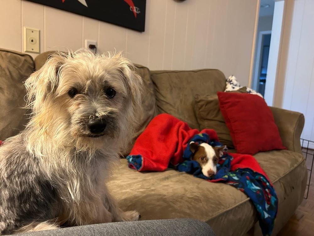 Enlarge 25-124 Max, a Adoptable mixed breed in Richardson, TX image 3/6