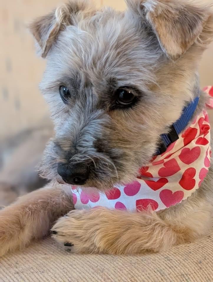 Enlarge 25-124 Max, a Adoptable mixed breed in Richardson, TX image 4/6