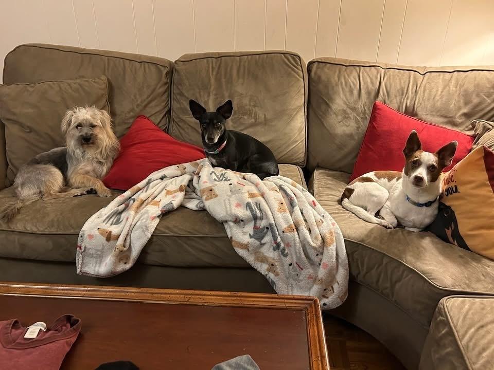 Enlarge 25-124 Max, a Adoptable mixed breed in Richardson, TX image 5/6