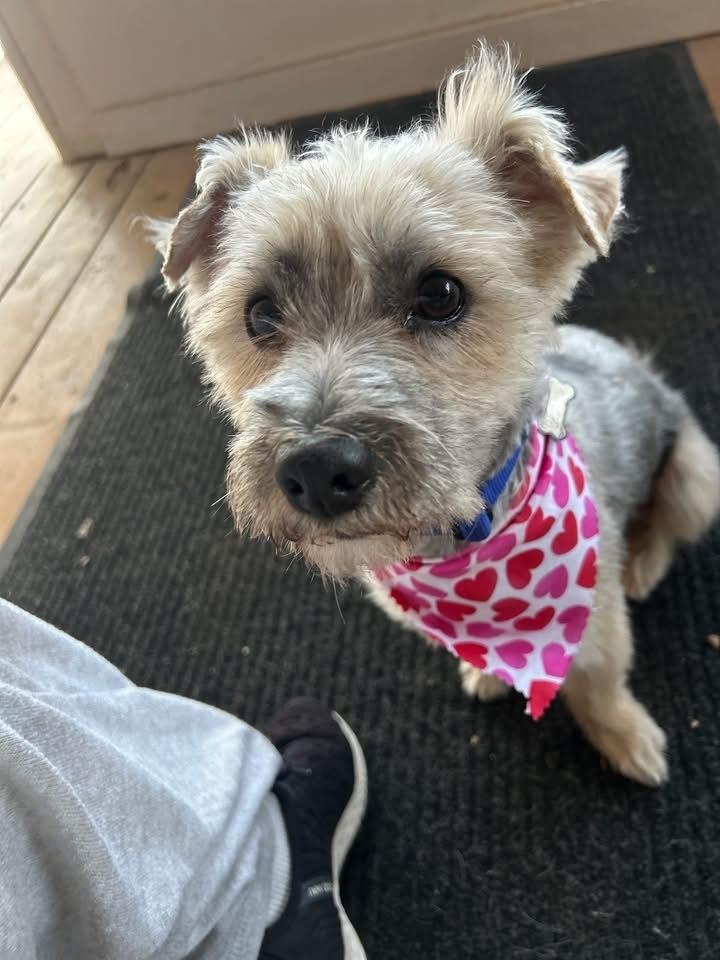 Enlarge 25-124 Max, a Adoptable mixed breed in Richardson, TX image 6/6