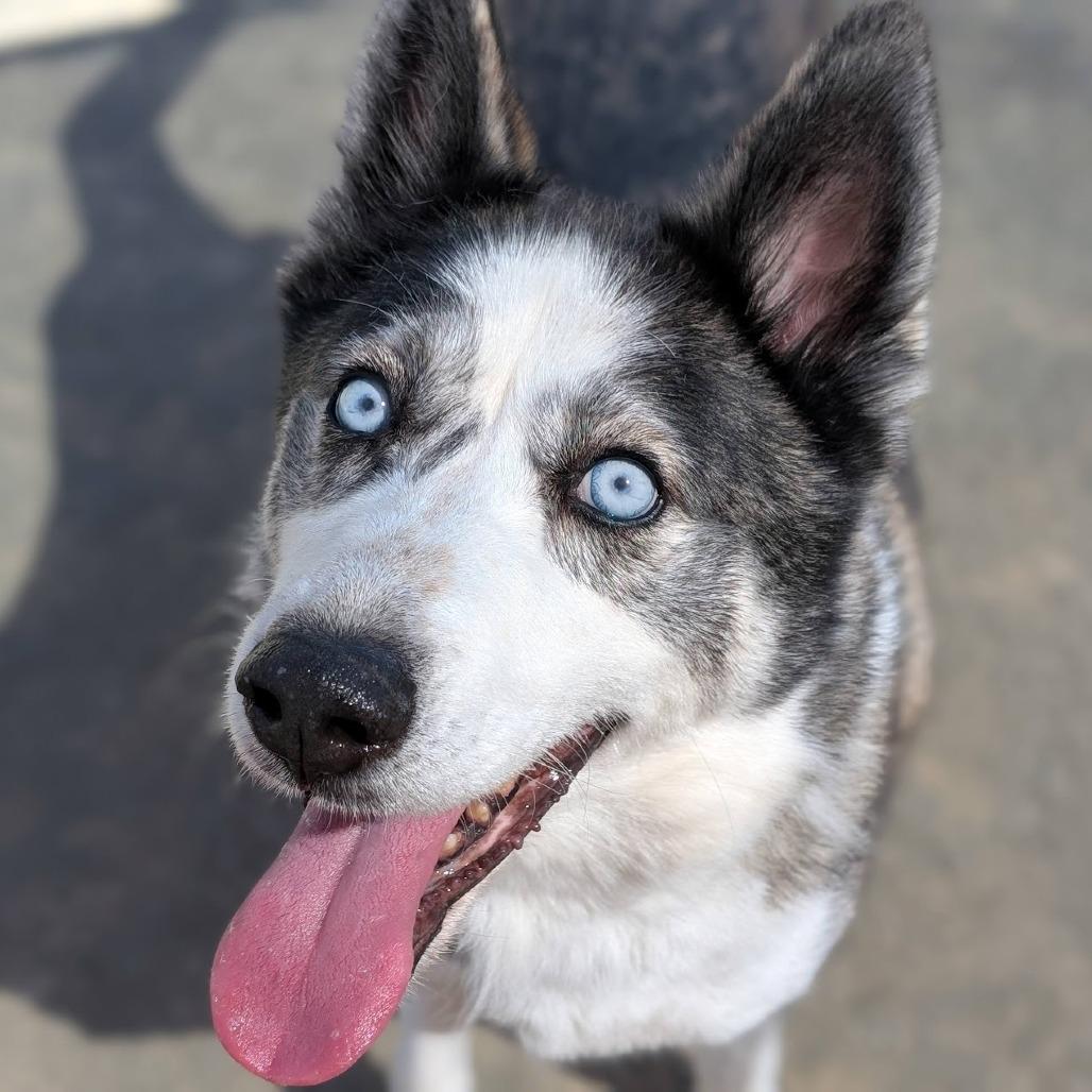 Toby, Adoptable, Adult Male Husky.