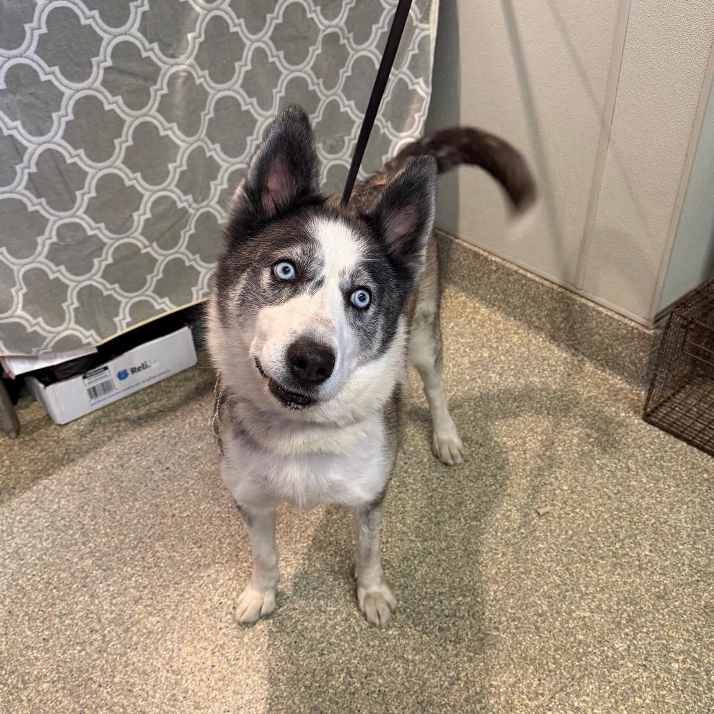 Toby, a Adoptable Husky in San Gabriel, CA image 2/4