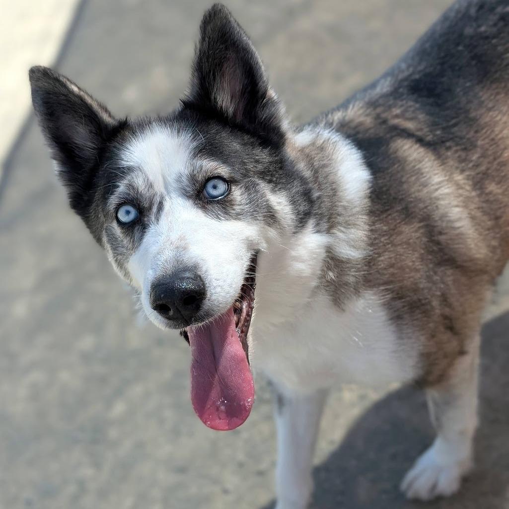 Toby, a Adoptable Husky in San Gabriel, CA image 3/4
