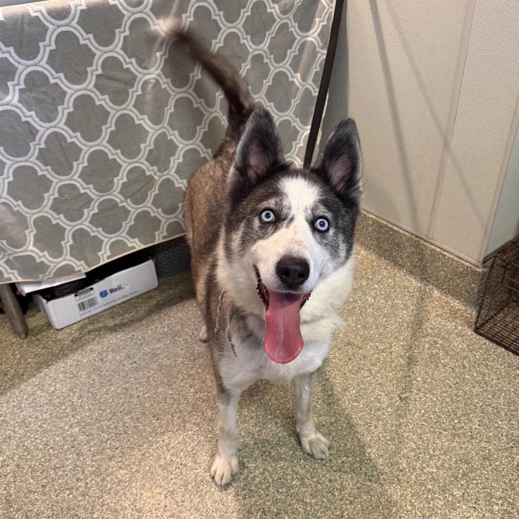 Toby, a Adoptable Husky in San Gabriel, CA image 4/4