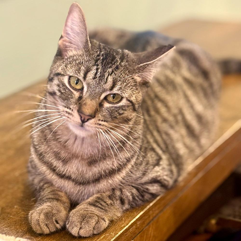 Tiger, Adoptable, Young Male Domestic Short Hair.