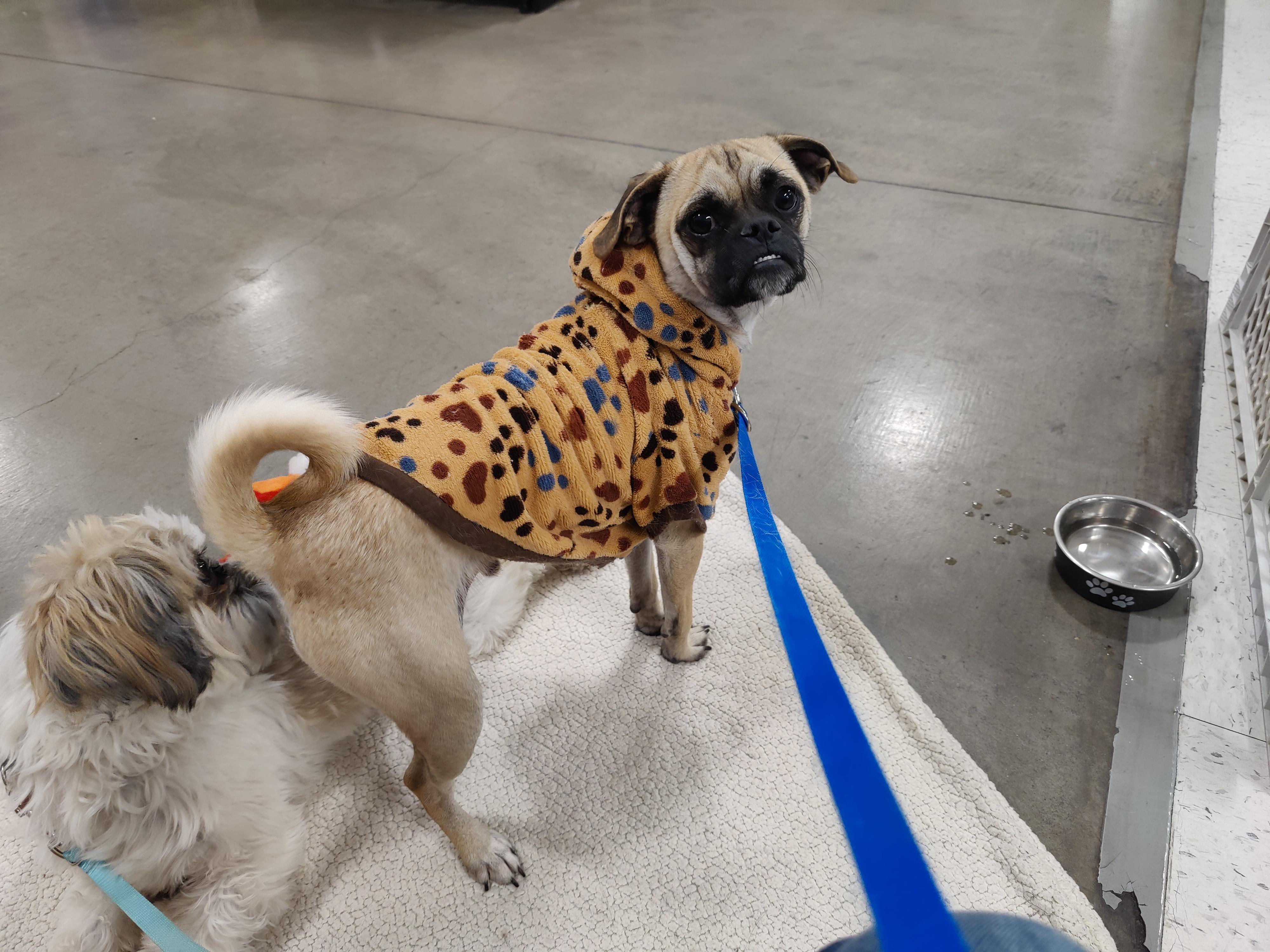 Enlarge Chuglas, a Adoptable mixed breed in Prescott Valley, AZ image 1/3