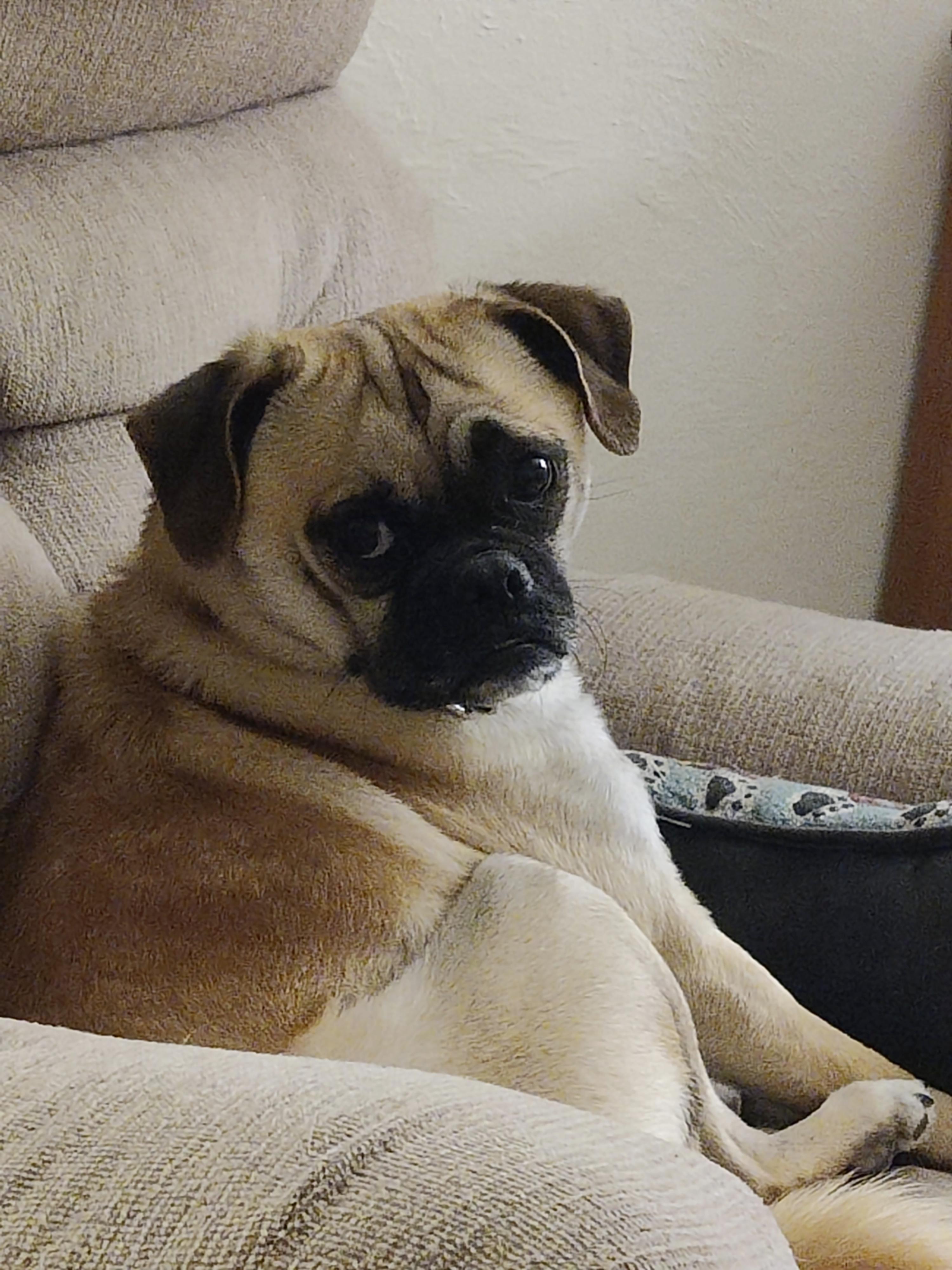 Enlarge Chuglas, a Adoptable mixed breed in Prescott Valley, AZ image 2/3