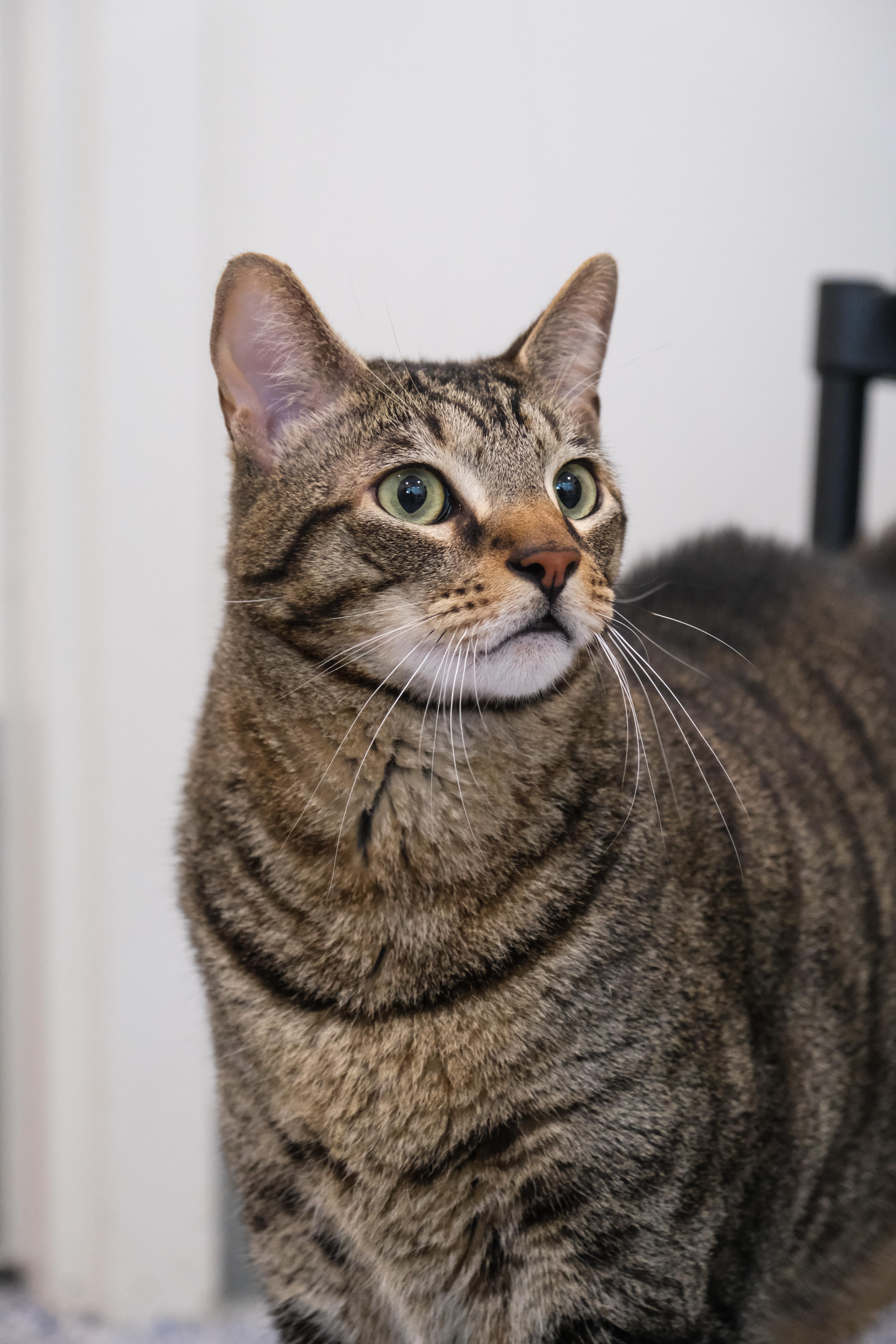 Sunny, a Adoptable mixed breed in Newport Beach, CA image 1/3