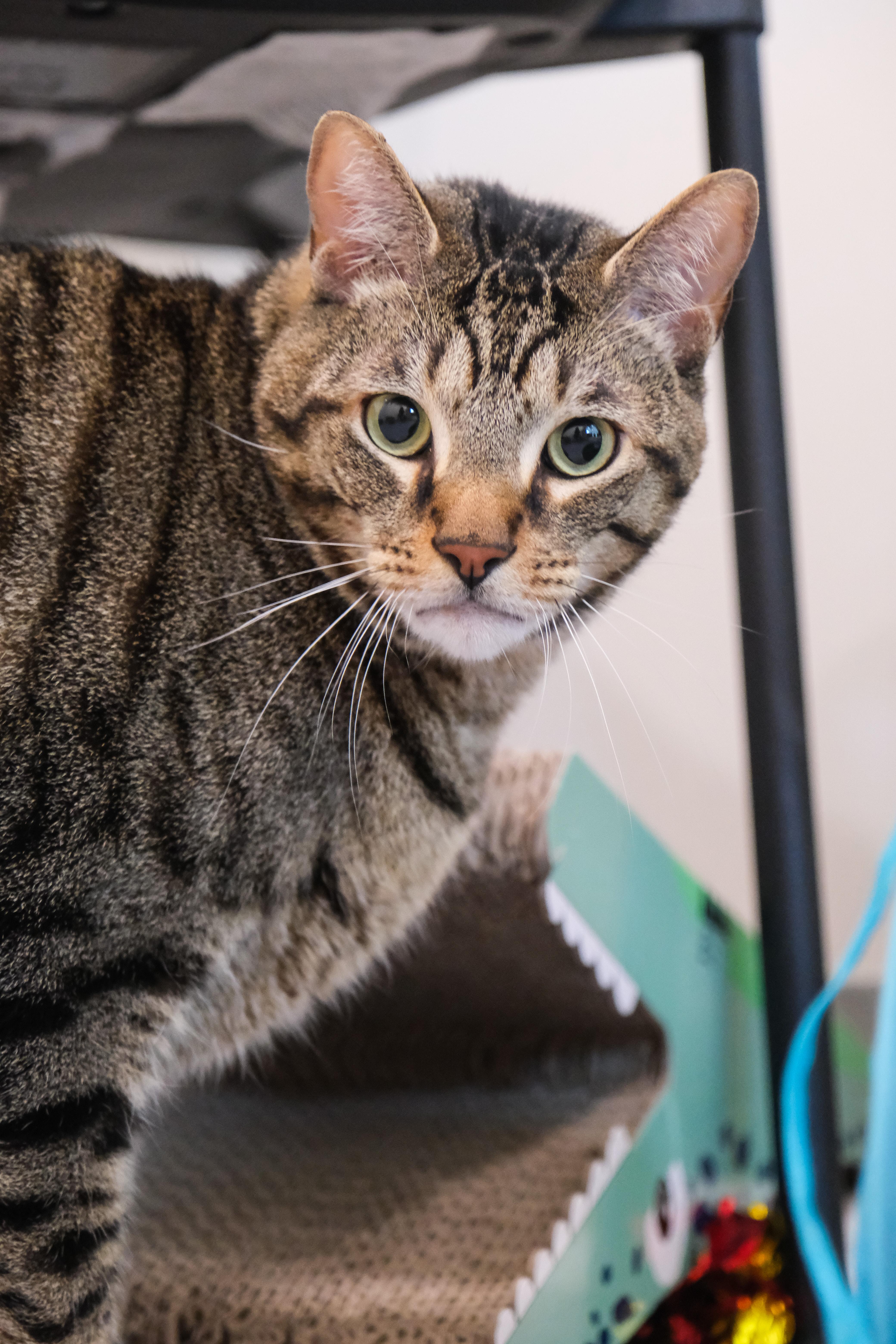 Sunny, a Adoptable mixed breed in Newport Beach, CA image 2/3