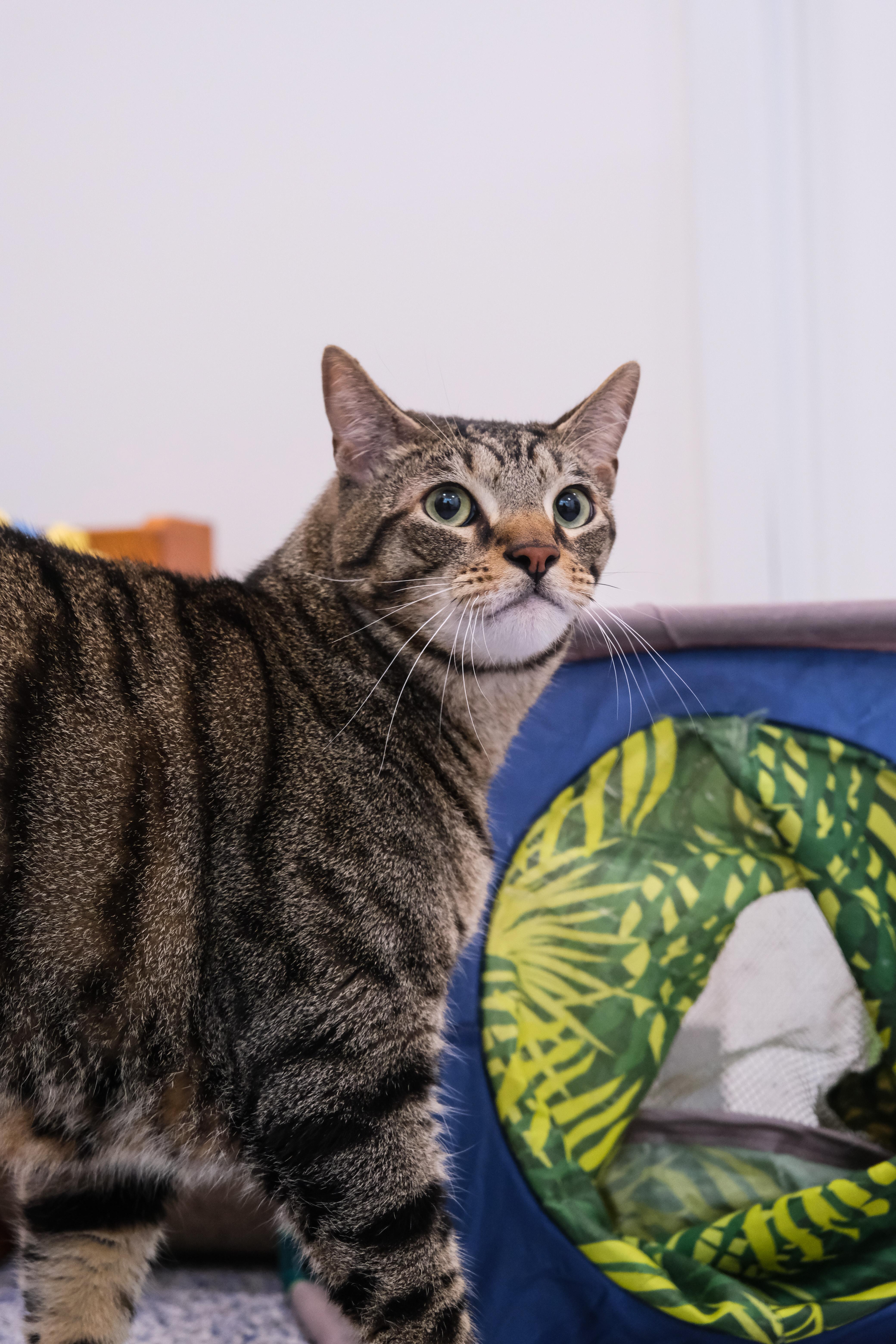 Sunny, a Adoptable mixed breed in Newport Beach, CA image 3/3