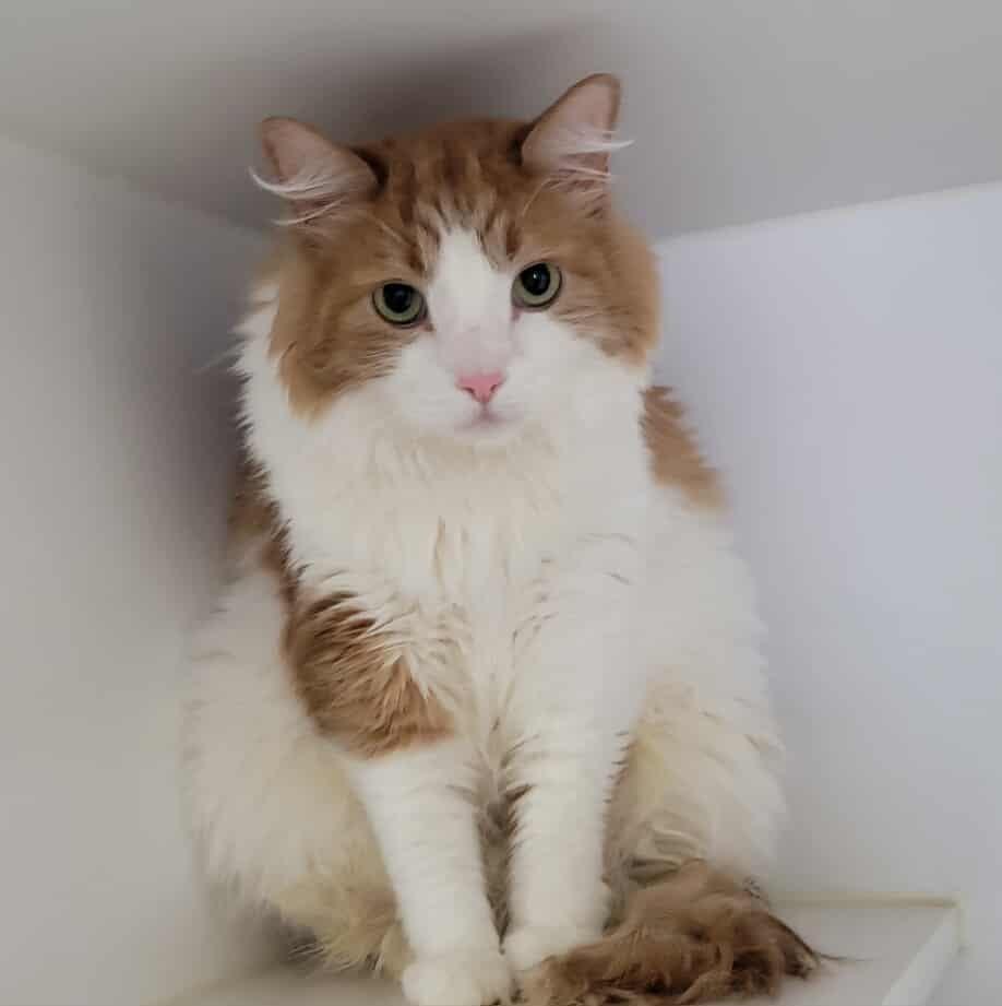 Arius, Adoptable, Adult Male Domestic Long Hair.