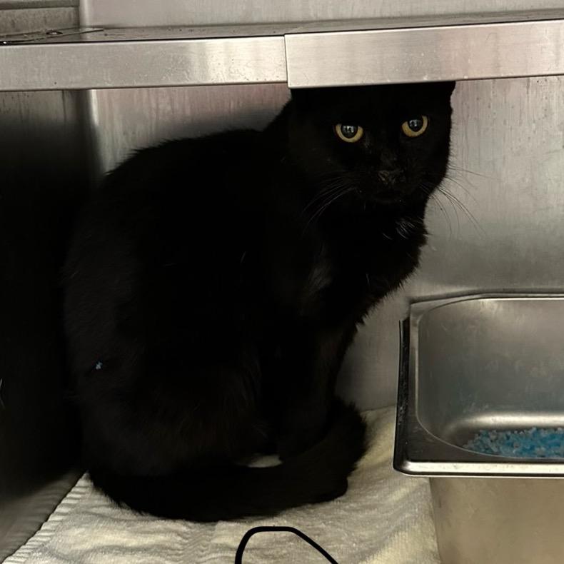 Enlarge Sabrina, a Adoptable Domestic Short Hair in Galax, VA image 1/1