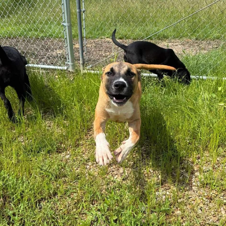 Enlarge Darla 060103, a Adoptable Black Labrador Retriever in Amory, MS image 1/1