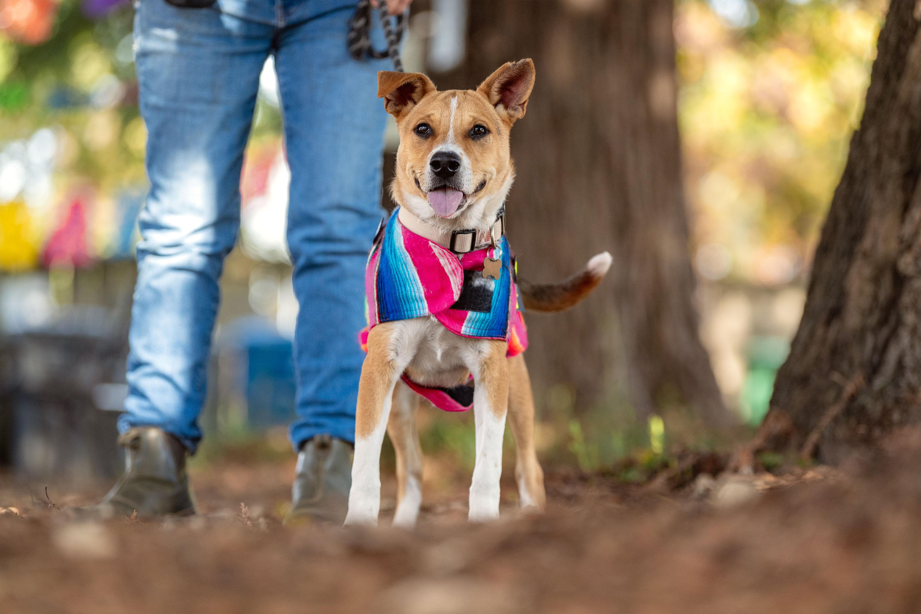 Matias, a ADOPTABLE mixed breed in Santa Rosa, CA image 1/5