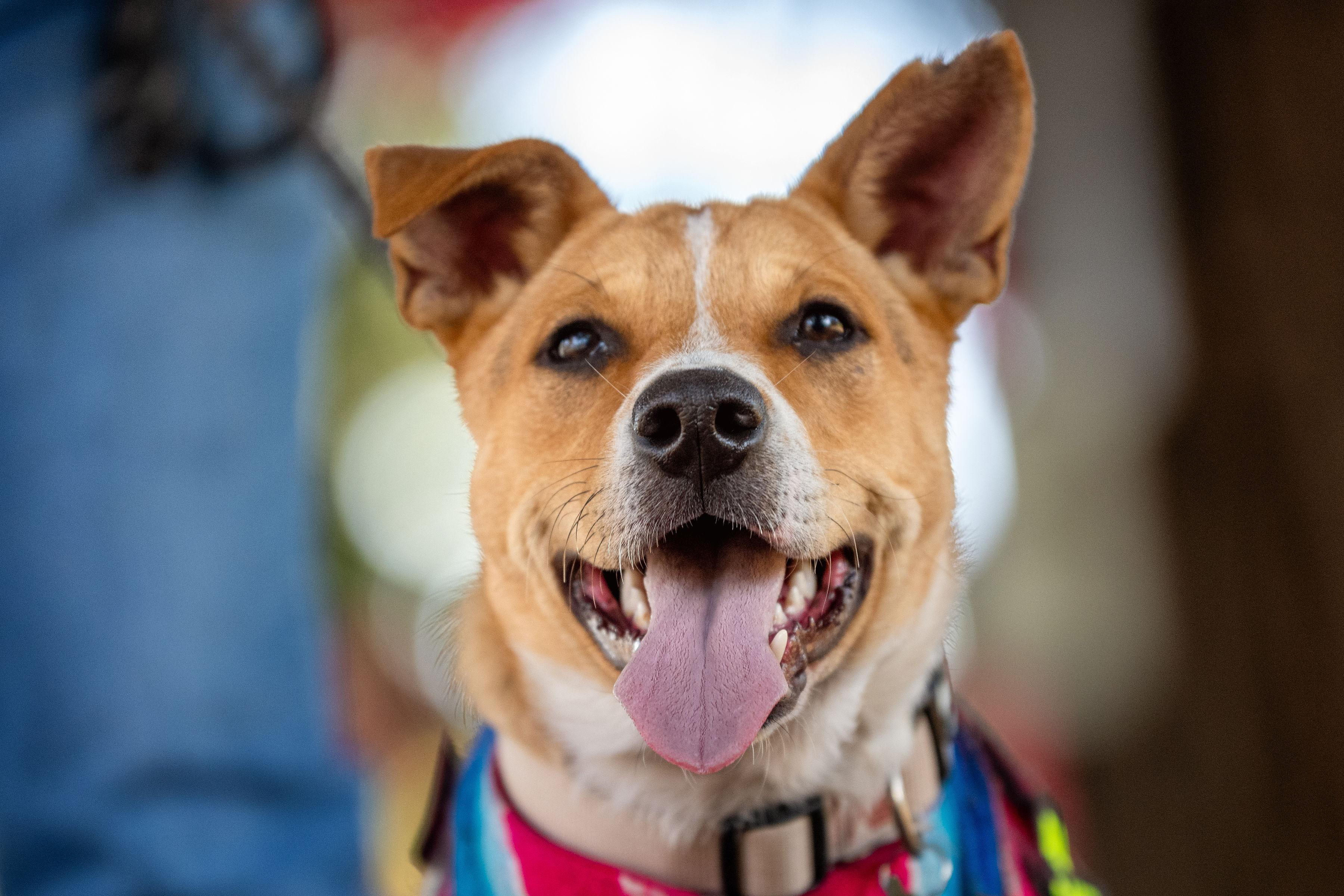 Matias, a ADOPTABLE mixed breed in Santa Rosa, CA image 3/5