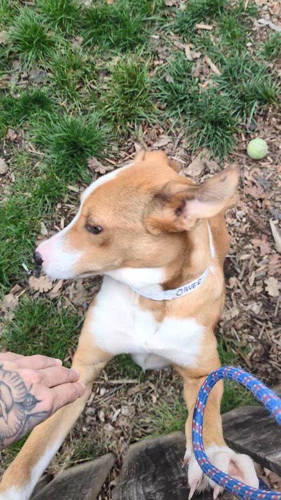 Enlarge Matias, a ADOPTABLE mixed breed in Santa Rosa, CA video 5/5