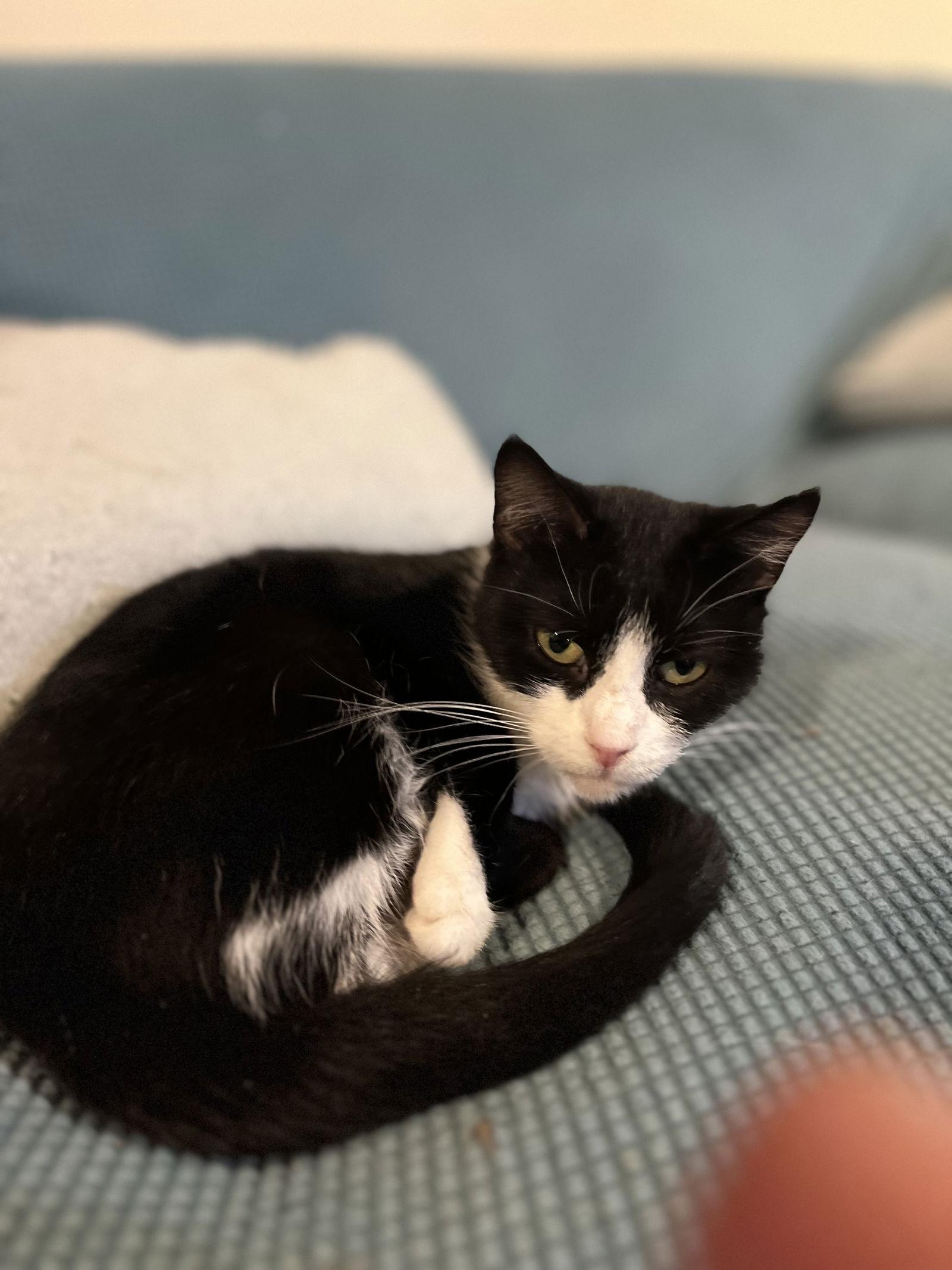 Enlarge Mini, a Adoptable American Shorthair in Zimmerman, MN image 2/2