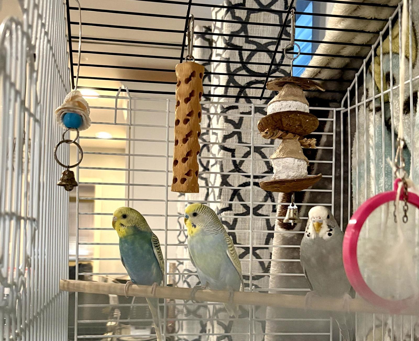 Enlarge Parakeets - Female 1, a Adoptable Parakeet (Other) in Hillside, IL image 1/3