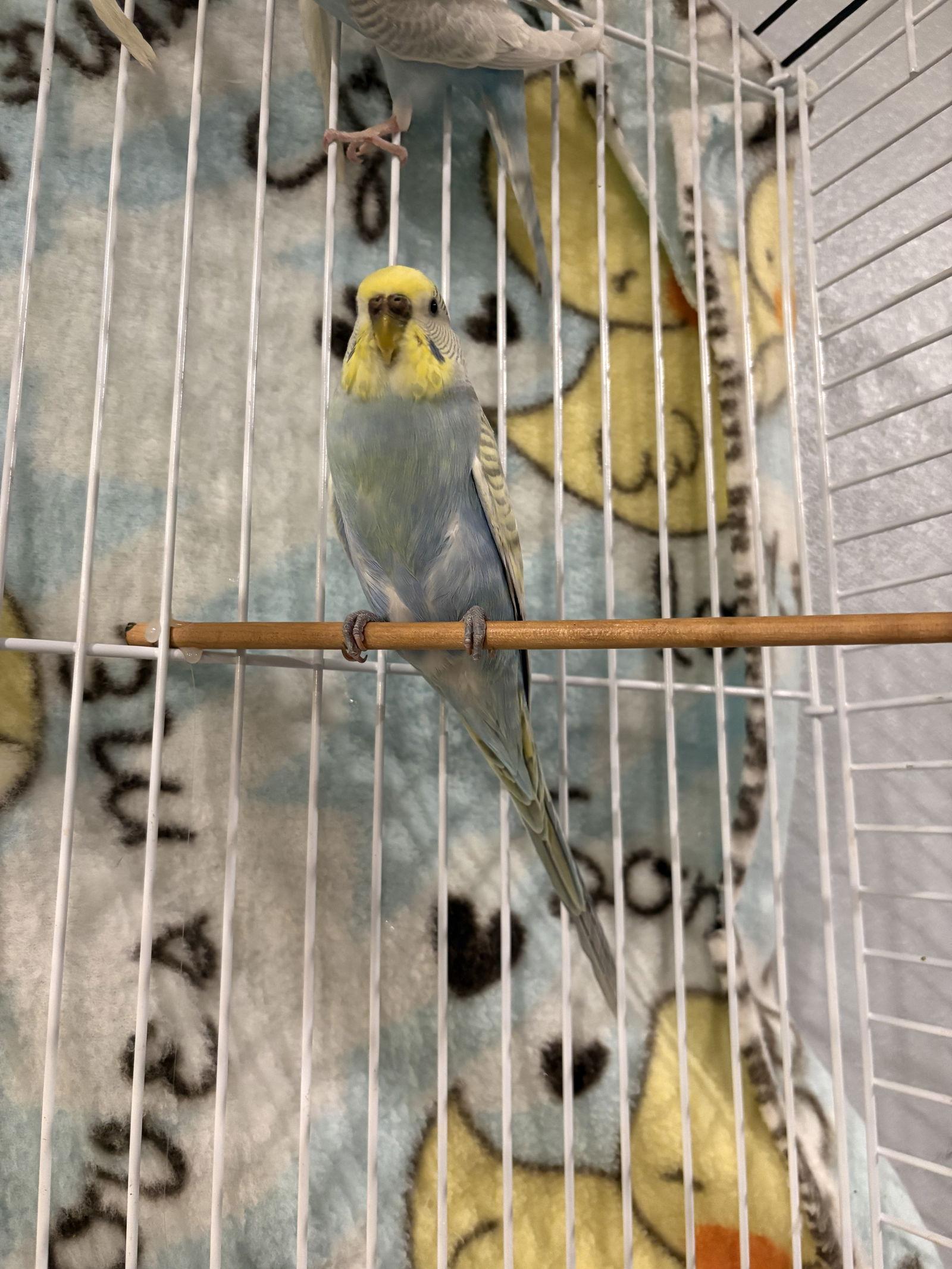 Enlarge Parakeets - Females, a Adoptable Parakeet (Other) in Hillside, IL image 2/3