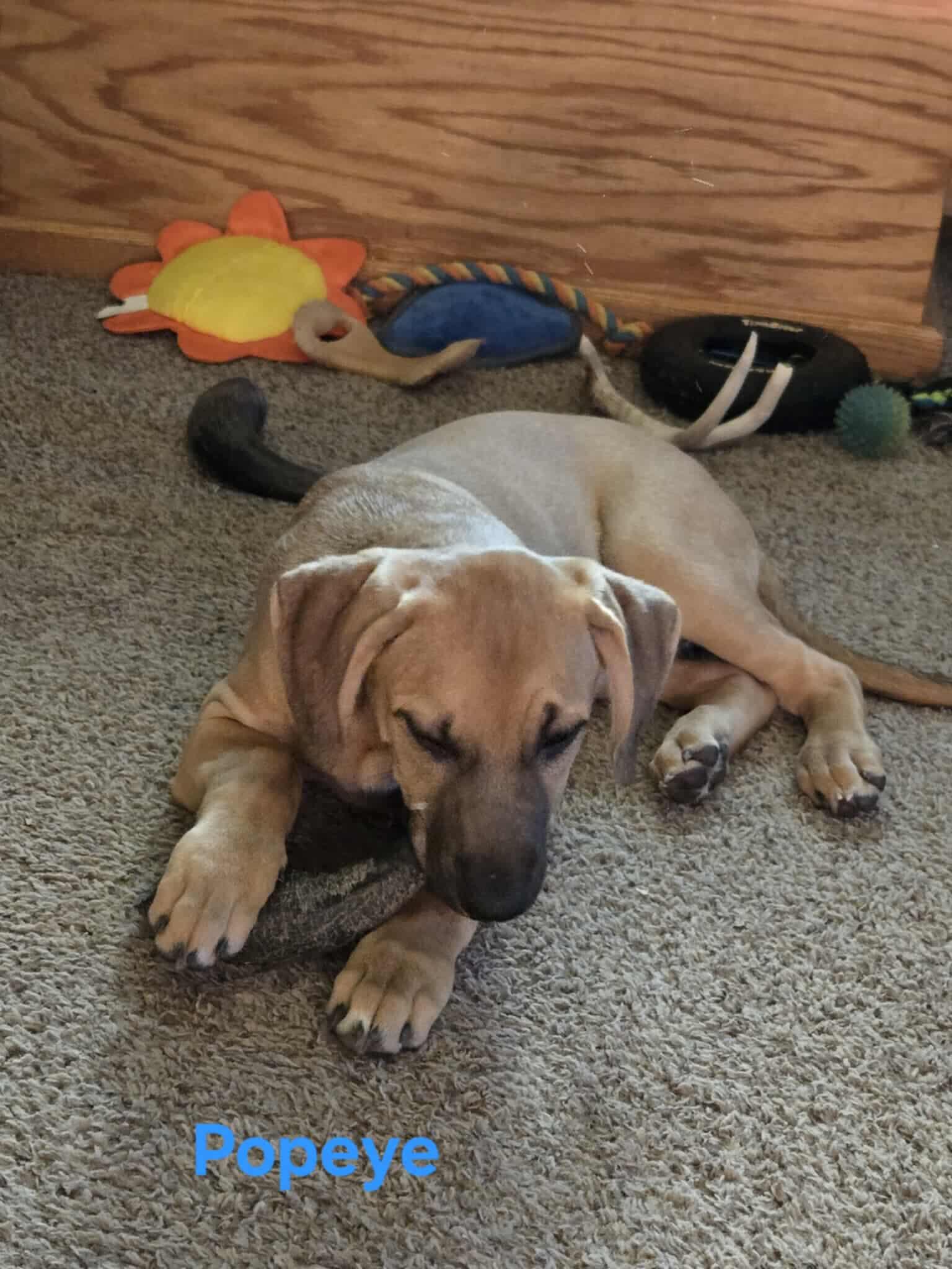 Enlarge Popeye, a Adoptable Terrier in Waterloo, IA image 1/1