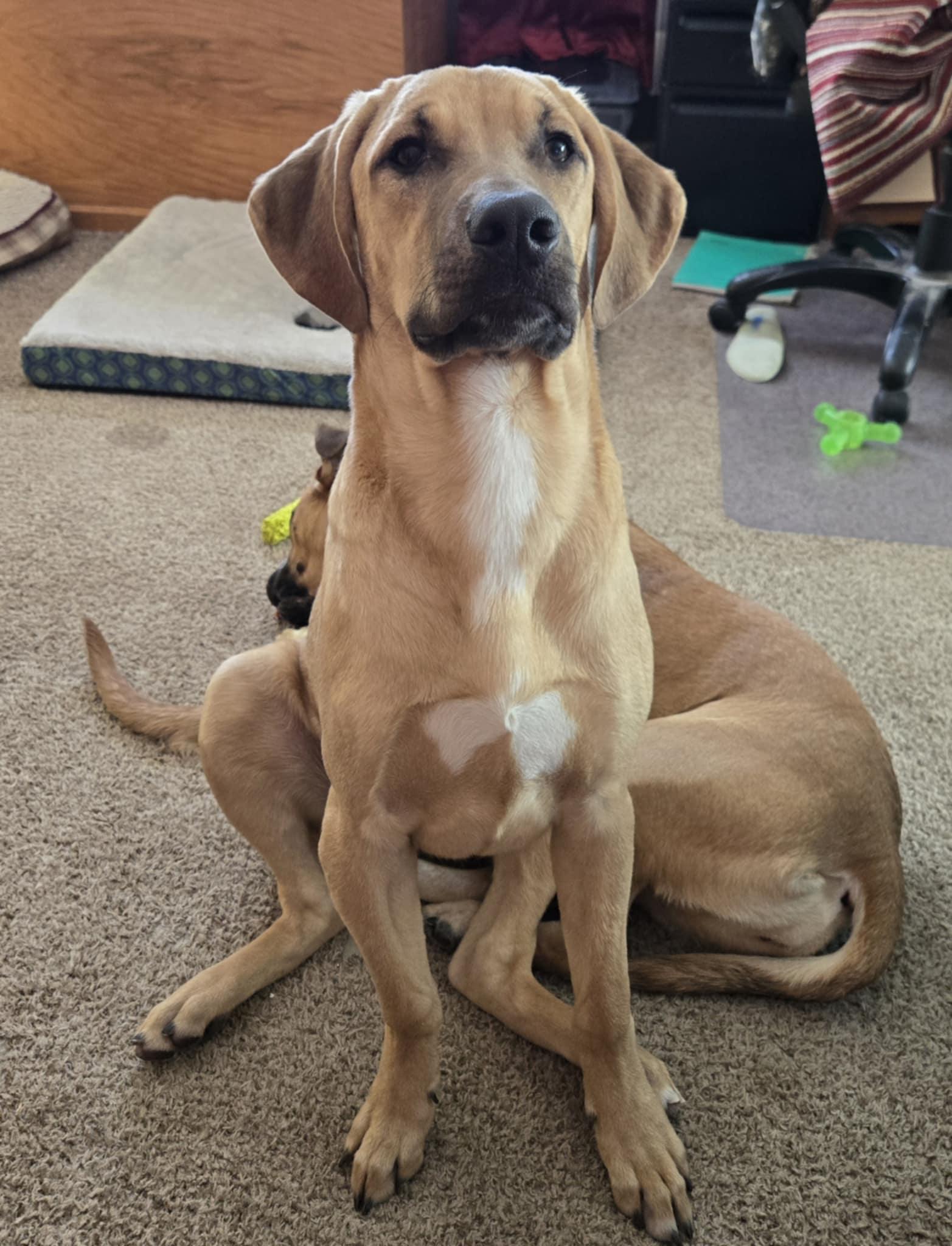 Enlarge Popeye, a Adoptable Terrier in Waterloo, IA image 2/2