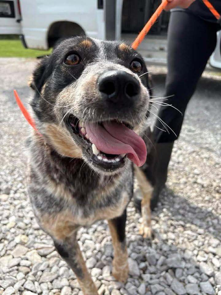 Heart, adopted, Adult Female Australian Cattle Dog / Blue Heeler.