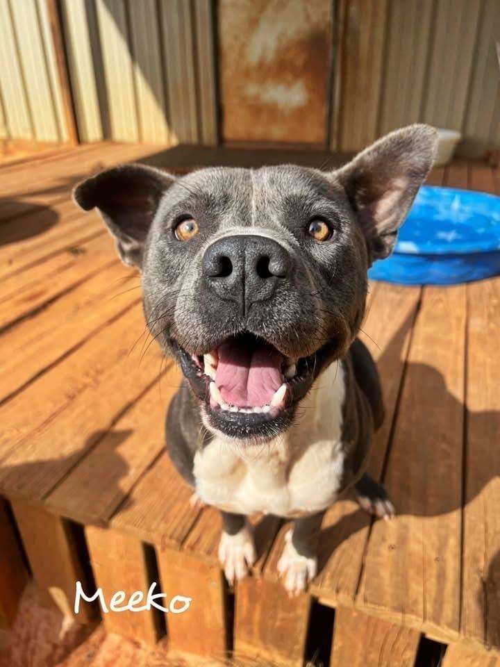 Meeko, Adoptable, Adult Male American Staffordshire Terrier.