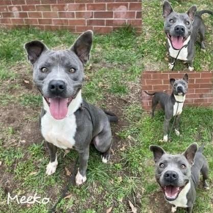 Meeko, a Adoptable mixed breed in Ridgefield , NJ image 2/2
