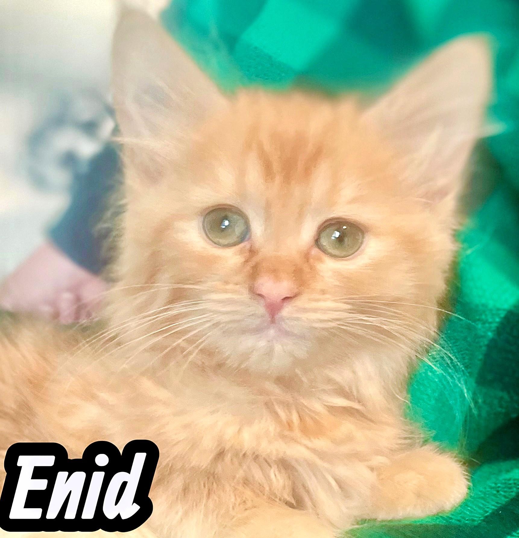Meet The Creamsicles, an adopted Tabby in Newport, WA image 3/5
